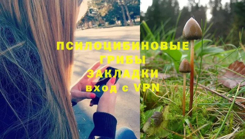 Галлюциногенные грибы Magic Shrooms  где купить наркоту  ссылка на мегу зеркало  Грозный 