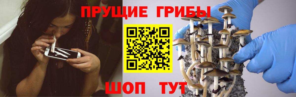 Псилоцибиновые грибы Magic Shrooms  Вход с VPN  Грозный  Псилоцибиновые грибы Psilocybe 